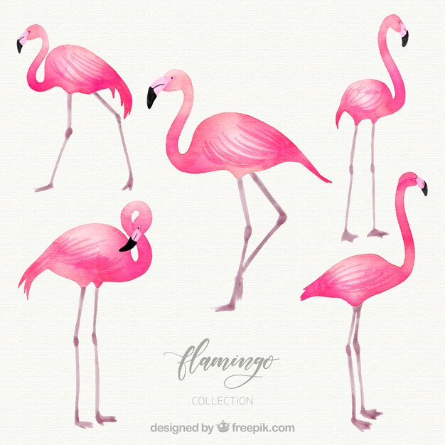 Flamingos collection with different postures in watercolor style