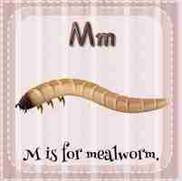 Free vector flashcard letter m is for mealworm