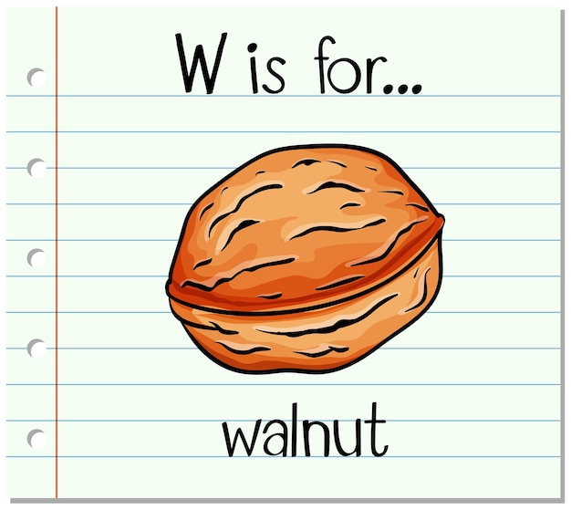 Free vector flashcard letter w is for walnut