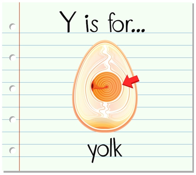 Flashcard letter y is for yolk