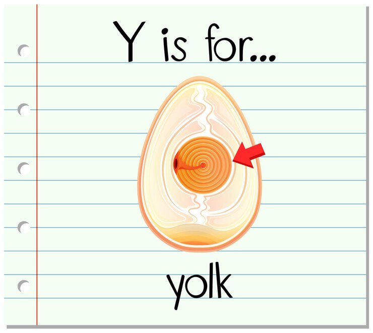 Free Vector flashcard letter y is for yolk