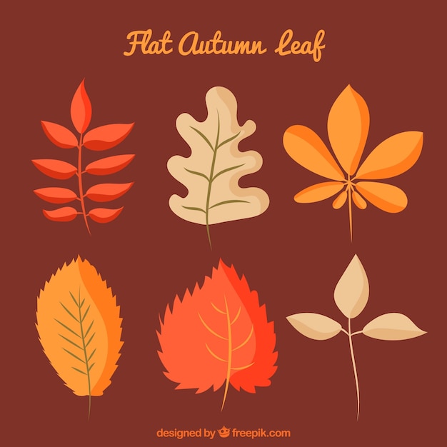 Flat autumn leaves collection