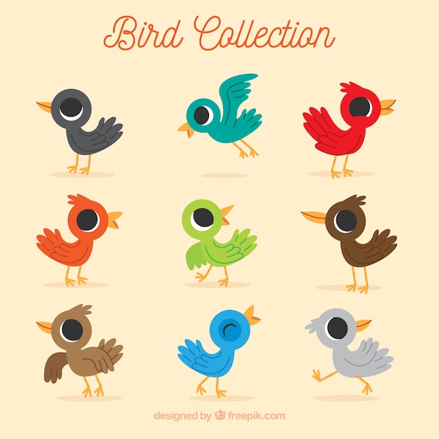 Flat bird collection