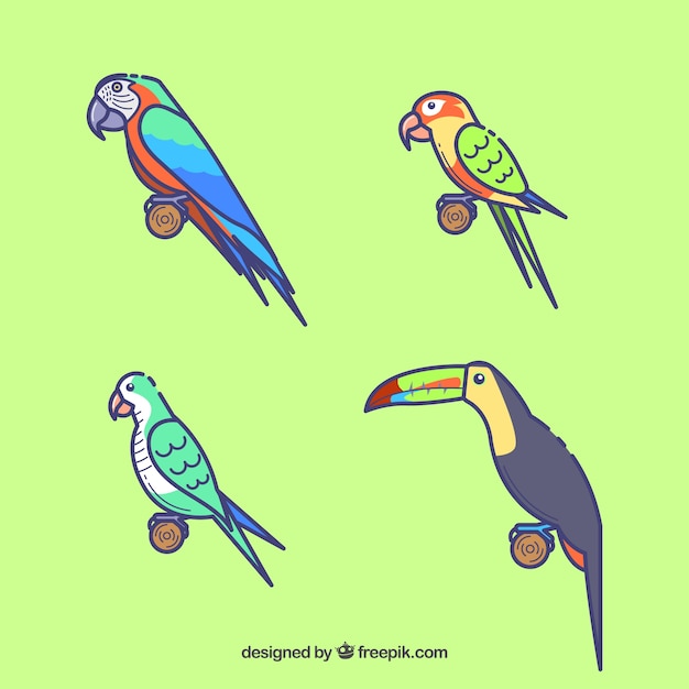 Flat bird collection