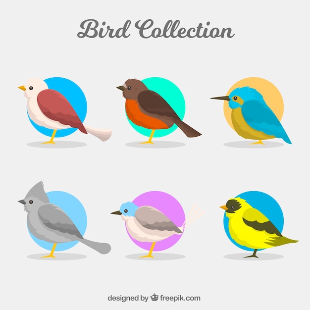 Бесплатное векторное изображение Коллекция плоских птиц