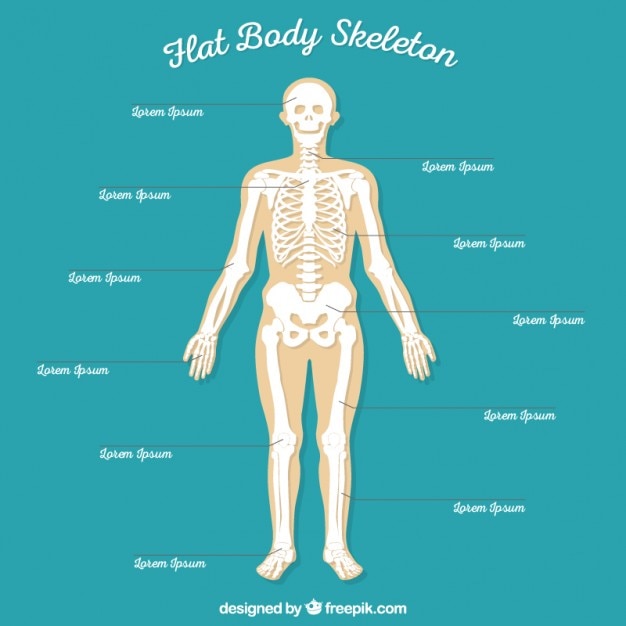 Free vector flat body skeleton