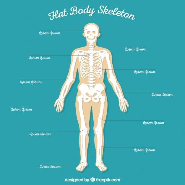 Free Human Skeletal Vectors 200 Images In Ai Eps Format