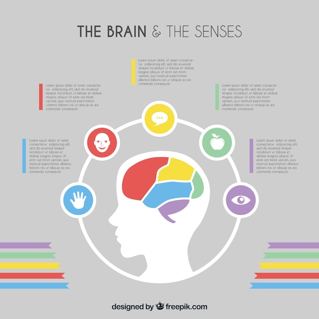 Piatto cervello modello di infografica con dettagli di colore