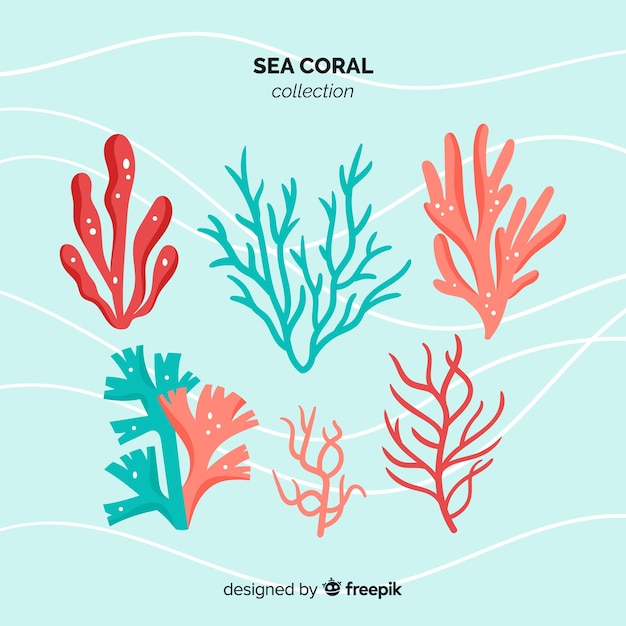 Плоская коллекция кораллов
