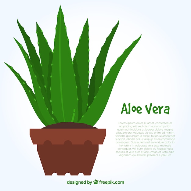 Disegno piatto aloe vera infographic