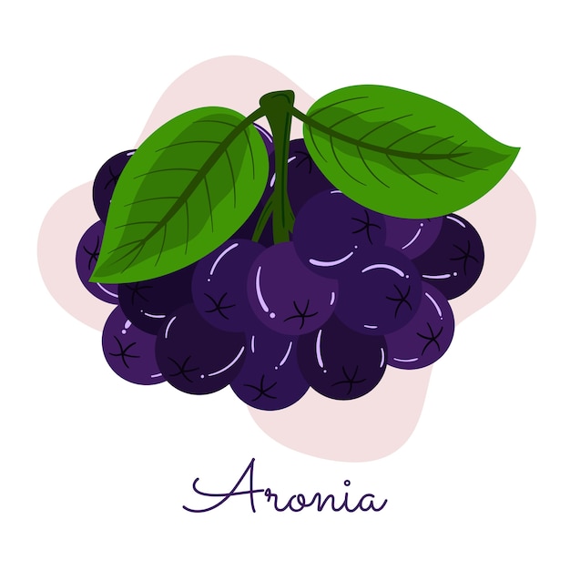 Flat design aronia  illustration