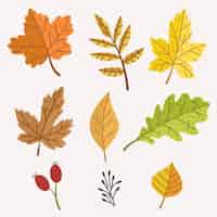 Free vector flat design autumn leaves collection