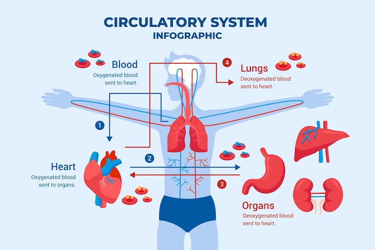 Free Vector flat design circulatory system graphic