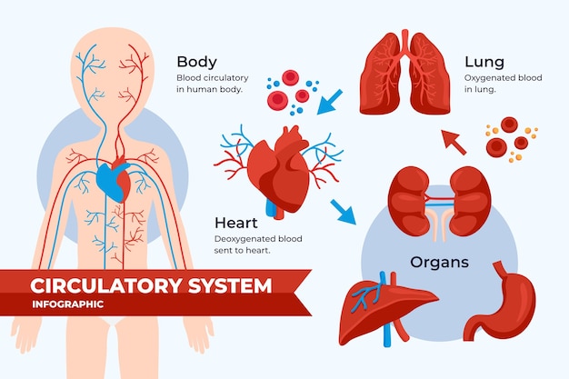 Free vector flat design circulatory system infographic