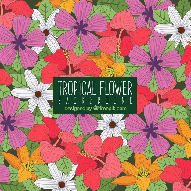 Flat design colorful tropical flower background