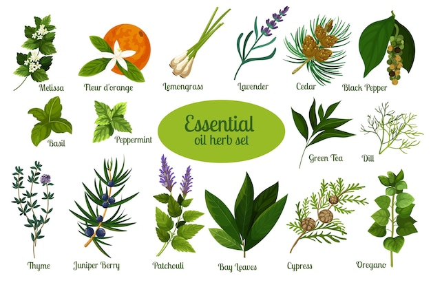 Free vector flat design essential oil herb collection