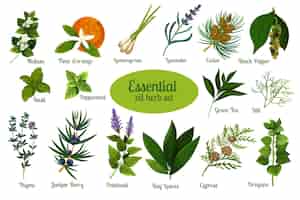 Free vector flat design essential oil herb collection