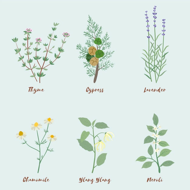 Flat design essential oil herb collection