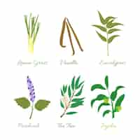 Free vector flat design essential oil herb set