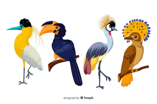 Flat design exotic birds collection