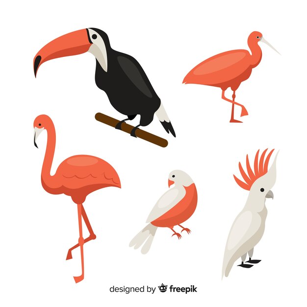 Flat design exotic birds collection