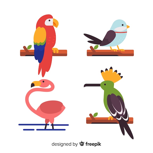 Flat design exotic birds collection