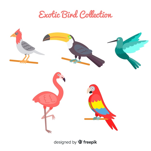 Flat design exotic birds collection