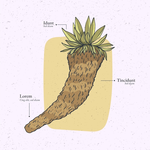 Free vector flat design frailejon plant illustration