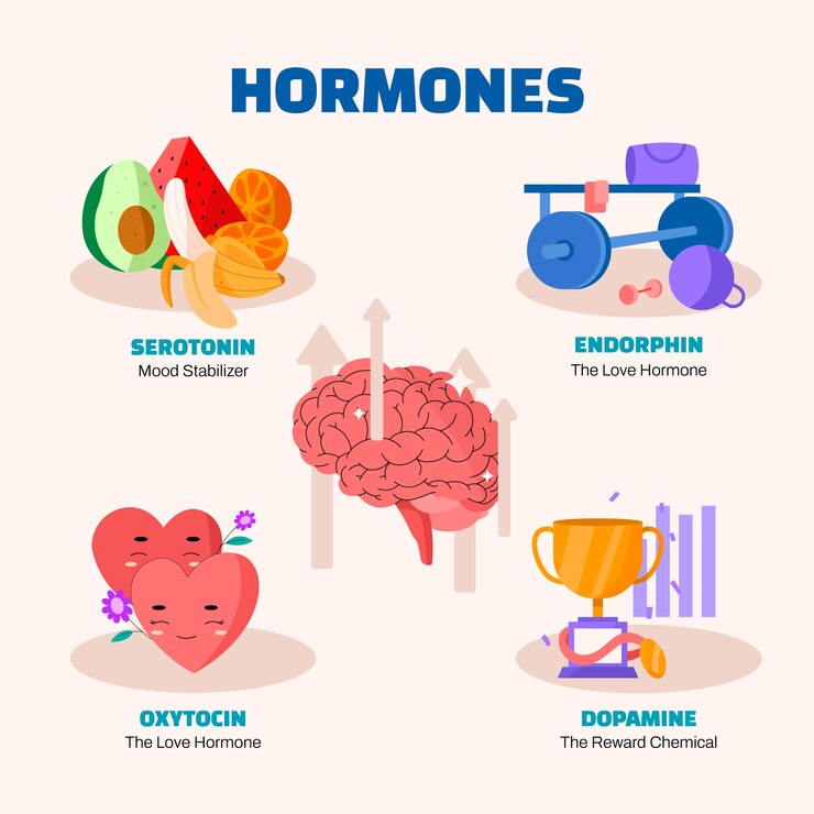 Free Vector flat design hormones infographic