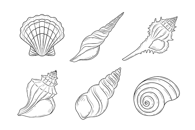 Flat design seashell  outline illustration