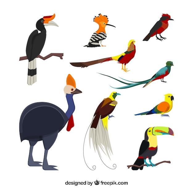 Free vector flat exotic bird collection