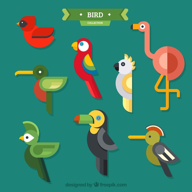 Free vector flat exotic bird collection