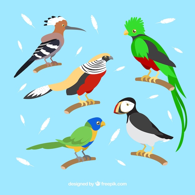 フラットなエキゾチックな鳥のコレクション