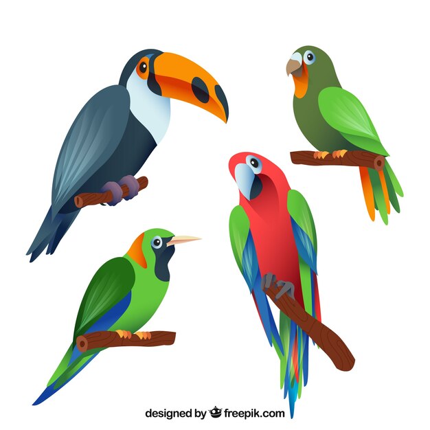 Flat exotic bird collection