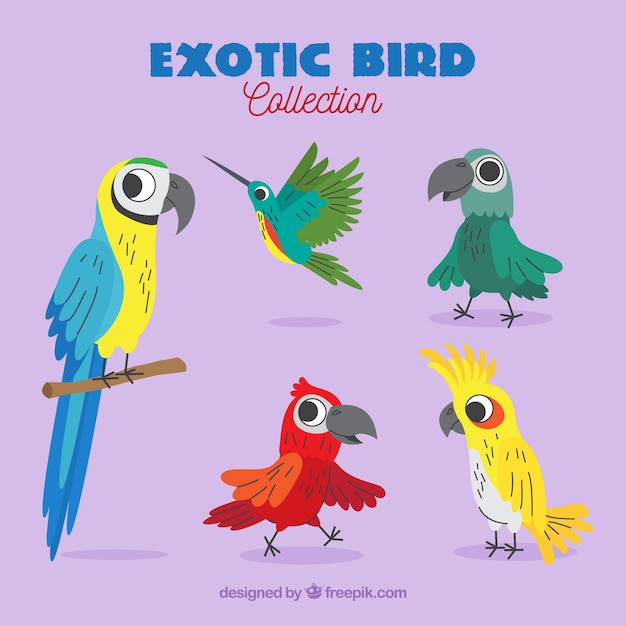 Flat exotic bird collection