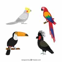 Free vector flat exotic bird collection