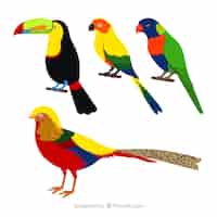 Бесплатное векторное изображение Коллекция экзотических птиц
