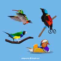 Free vector flat exotic bird collection