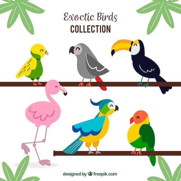 Flat exotic bird collection