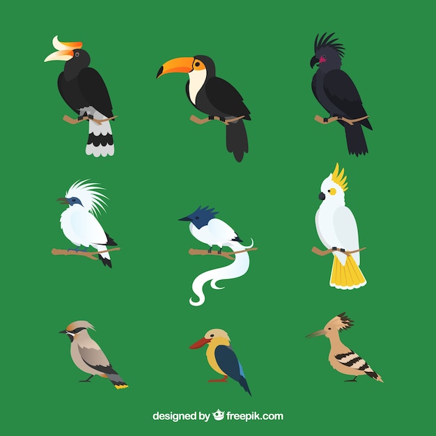 Free vector flat exotic birds collection