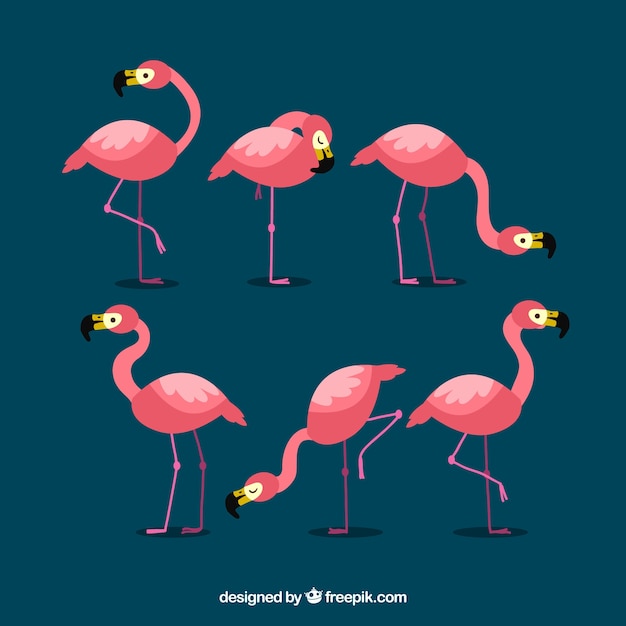 Free vector flat flamingos collection in different poses