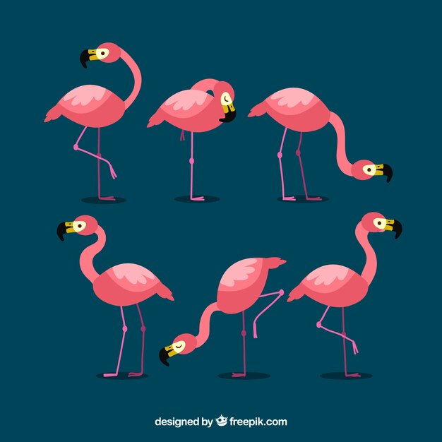 Flat flamingos collection in different poses