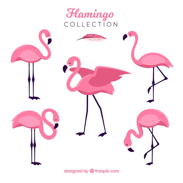 Flat flamingos collection in different poses