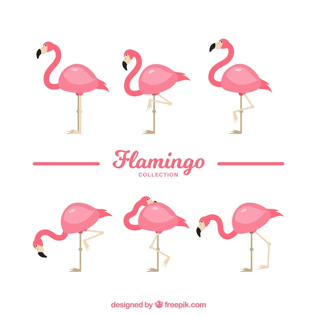 Flat flamingos collection in different poses