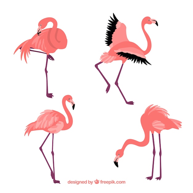 Flat flamingos collection in different poses