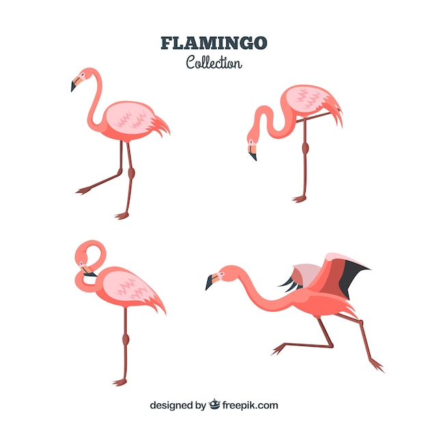 Free vector flat flamingos collection in different poses