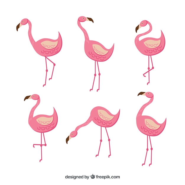 Flat flamingos collection in different poses