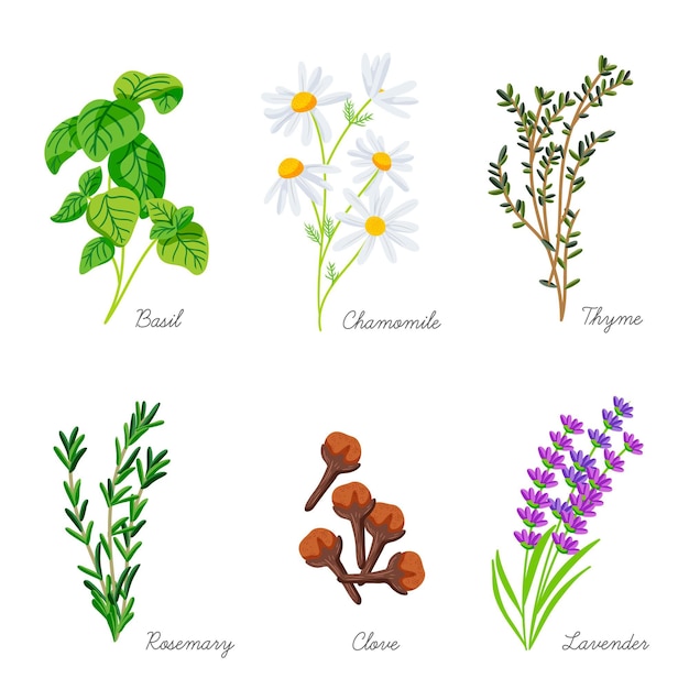 Free vector flat-hand draw essential oil herb collection