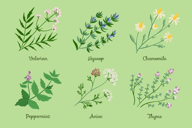 Flat-hand draw essential oil herb collection
