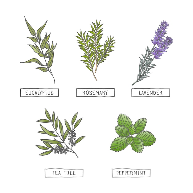 Free vector flat-hand draw essential oil herb collection